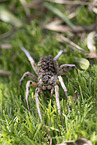 Apulian tarantula with young on its back