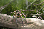Apulian tarantula with young on its back