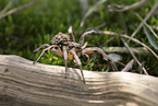 Apulian tarantula with young on its back