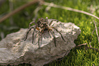 Apulian tarantula with young on its back