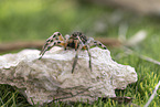 Apulian tarantula with young on its back