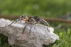 Apulian tarantula with young on its back