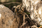 Apulian tarantula with young on its back
