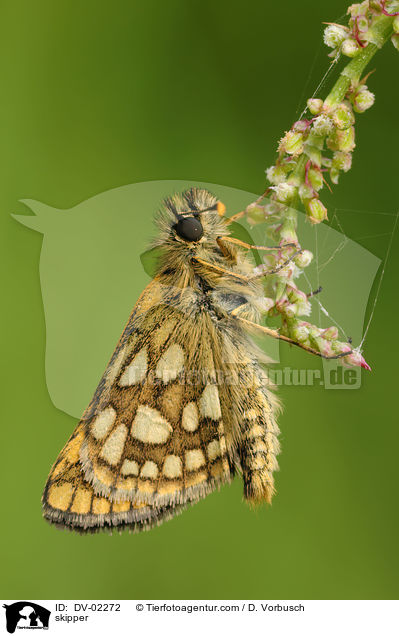 skipper / DV-02272