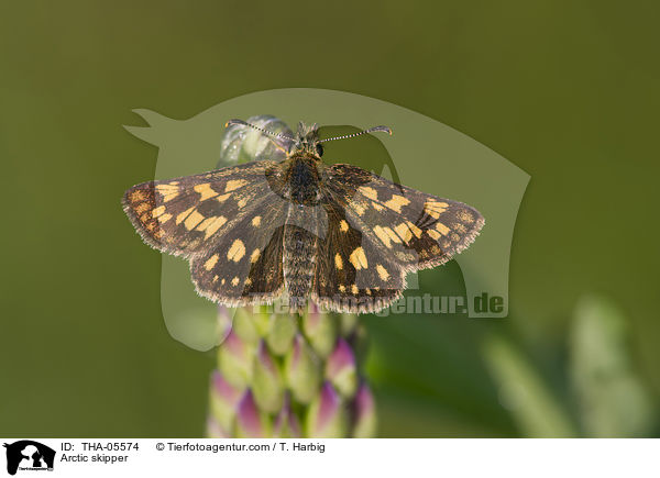 Arctic skipper / THA-05574