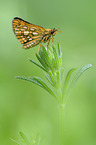 Arctic skipper