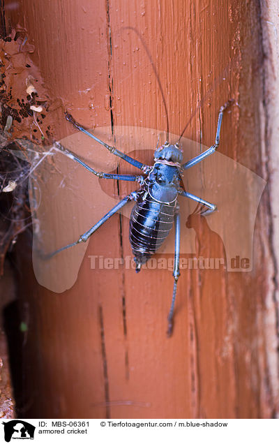 Panzergrille / armored cricket / MBS-06361