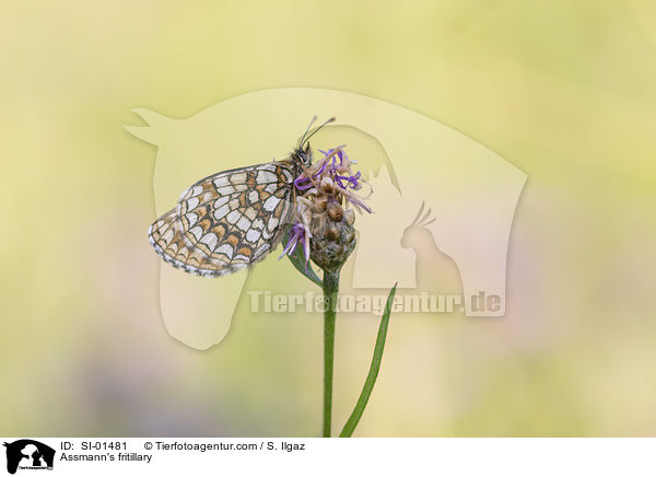 Assmann's fritillary / SI-01481