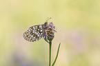 Assmann's fritillary