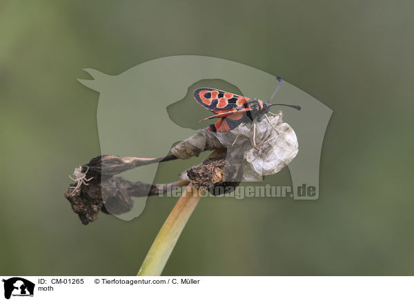 moth / CM-01265