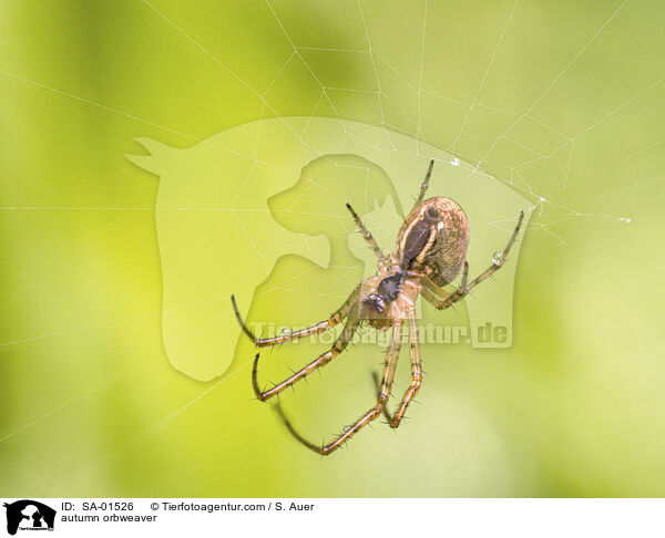 Herbstspinne / autumn orbweaver / SA-01526