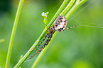 autumn orbweaver