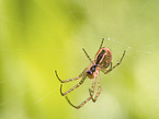 autumn orbweaver