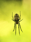 autumn orbweaver