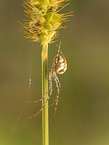 autumn orbweaver