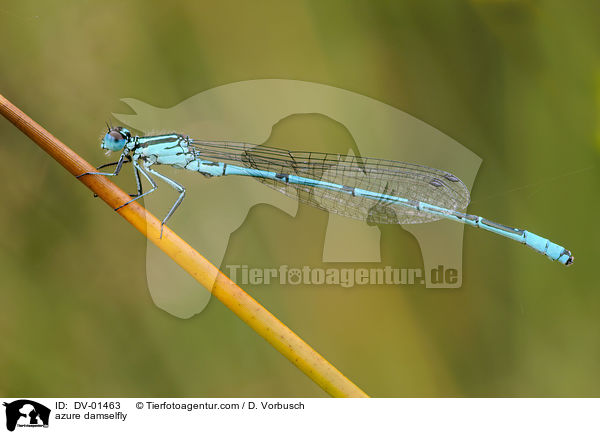 azure damselfly / DV-01463