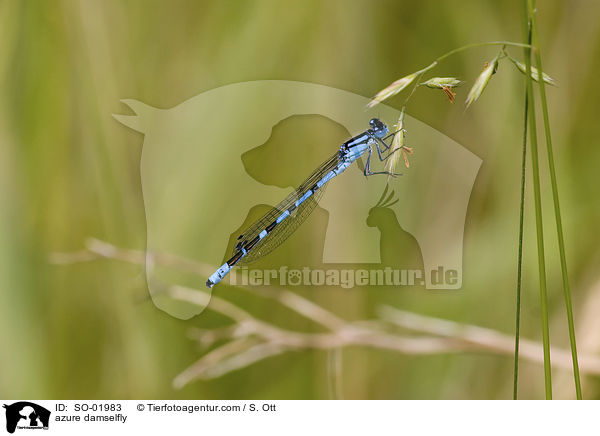 Hufeisen-Azurjungfer / azure damselfly / SO-01983