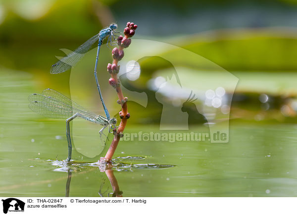 Hufeisenazurjungfern / azure damselflies / THA-02847