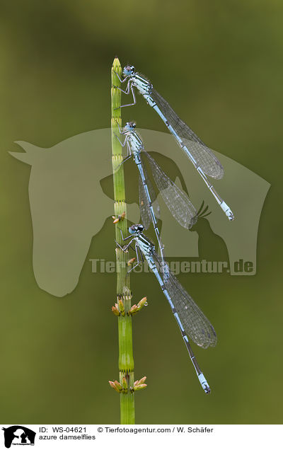 Hufeisenazurjungfern / azure damselflies / WS-04621