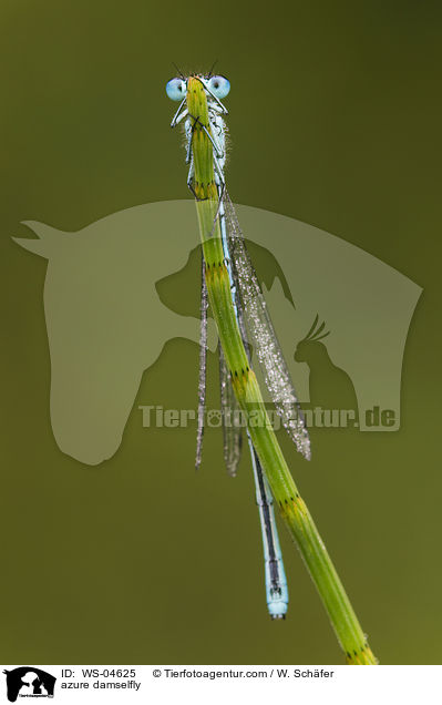 Hufeisenazurjungfer / azure damselfly / WS-04625
