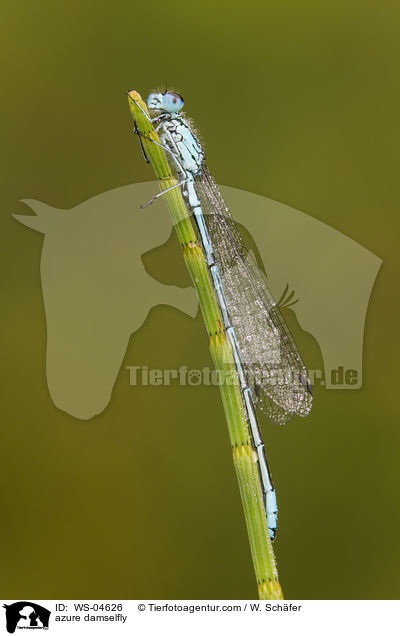 azure damselfly / WS-04626