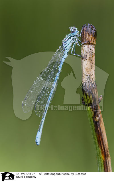 Hufeisenazurjungfer / azure damselfly / WS-04627