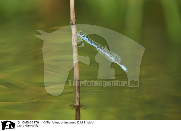 Hufeisen-Azurjungfer / azure damselfly / DMS-09376
