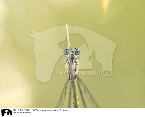 Hufeisenazurjungfer / azure damselfly / SA-01507