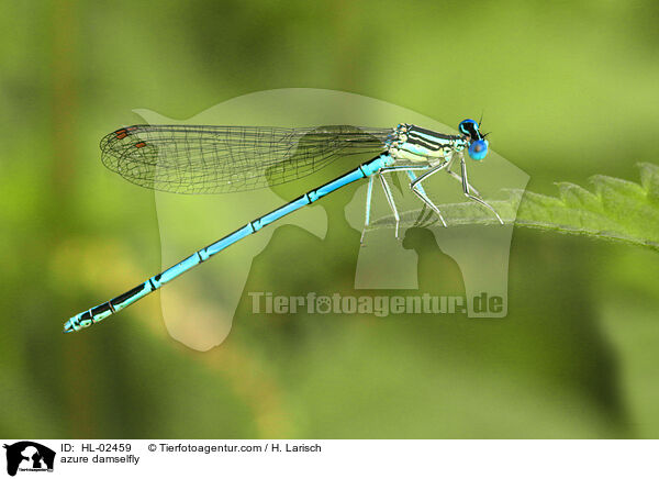 azure damselfly / HL-02459