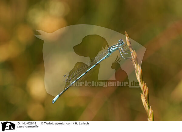 azure damselfly / HL-02618