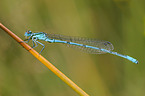 azure damselfly