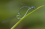 azure damselflies