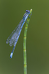 azure damselfly