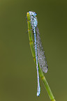azure damselfly