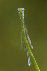azure damselfly