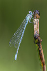 azure damselfly