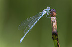 azure damselfly