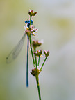 Azure Damselfly