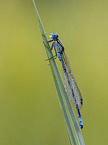 Azure Damselfly