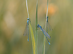 azure bluets