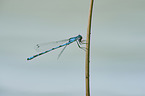 azure damselfly