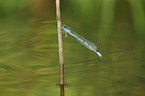 azure damselfly
