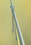 azure damselfly