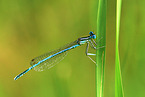 azure damselfly