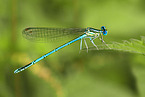 azure damselfly