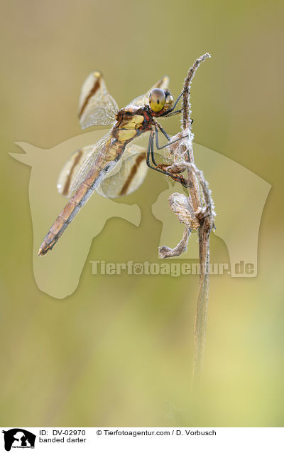 Gebnderte Heidelibelle / banded darter / DV-02970
