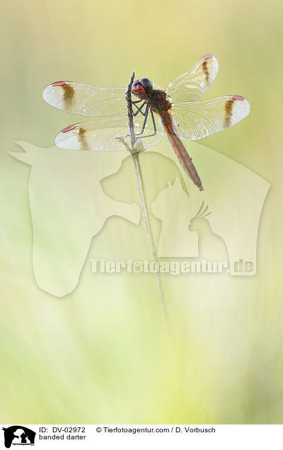 banded darter / DV-02972