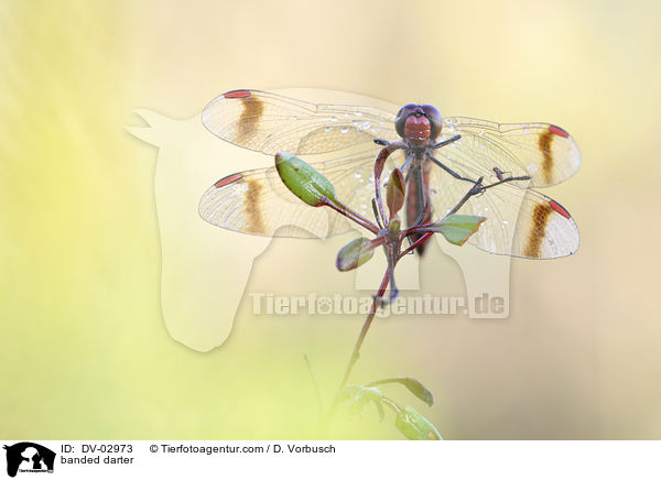 banded darter / DV-02973