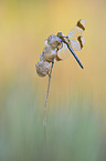 banded darter
