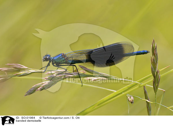 banded demoiselle / SO-01964